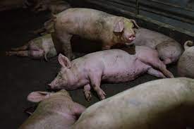 Babi Ternak di NTT Mati Mendadak Diduga Terserang Virus