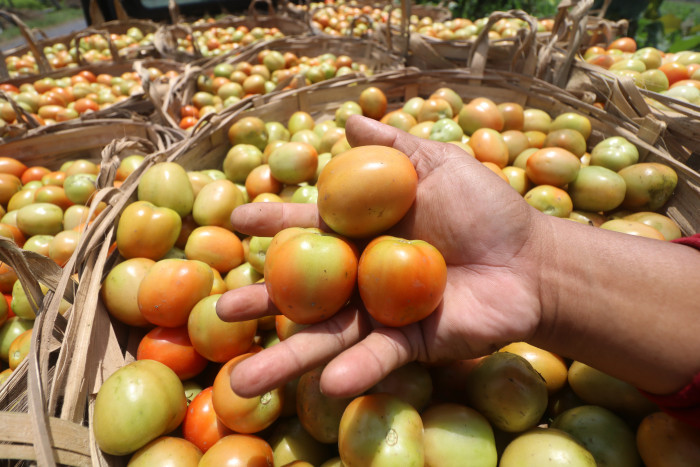 Harga Anjlok, Petani di Lampung Barat Pilih Buang Tomat