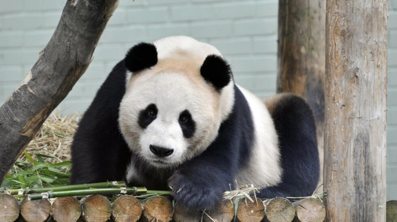 Kebun Binatang di Skotlandia Berencana Pulangkan Sepasang Panda Raksasa ke Tiongkok