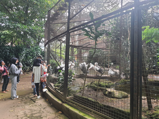 Bandung Zoo Tambah Kandang Satwa