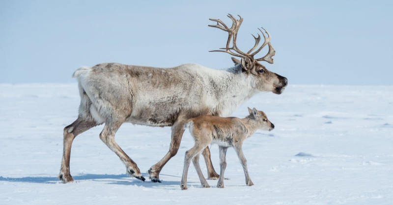 Mengenal Bioma Tundra, Ragam Flora dan Fauna