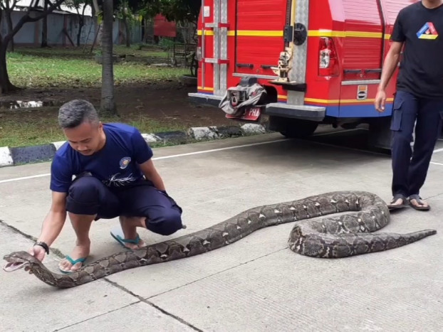 Diduga Biawak Ternyata Ular Sanca Besar di Bawah Lantai Rumah Warga