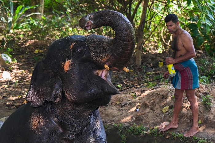 Sri Lanka Larang Penggunaan Plastik Sekali Pakai untuk Selamatkan Gajah
