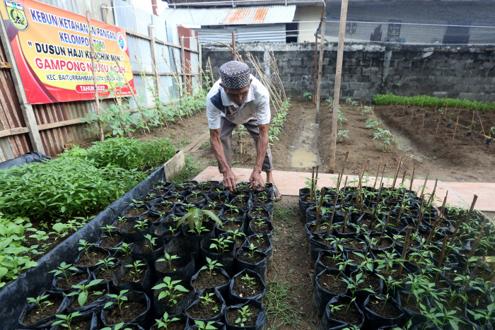 Pemkot Kendari Beri Bantuan Bibit Kepada Petani