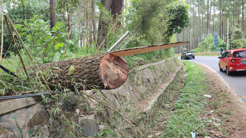 Perhutani Janji Tanggung Biaya Korban Pohon Tumbang di Lembang