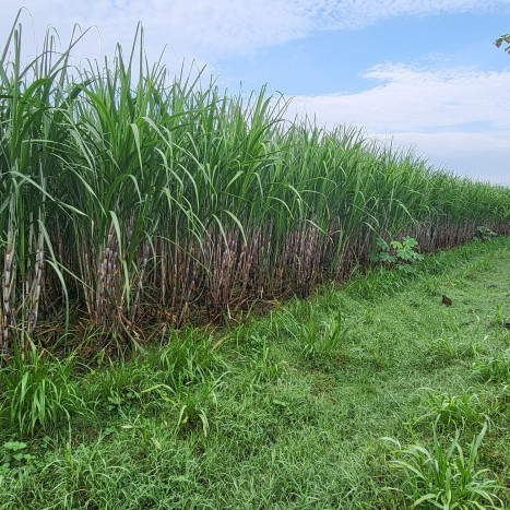 Kementan Dorong Tingkatkan Produksi Tebu Demi Wujudkan Swasembada Gula