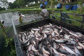 Pemkab Lebak Targetkan Swasembada Ikan Air Tawar pada 2024