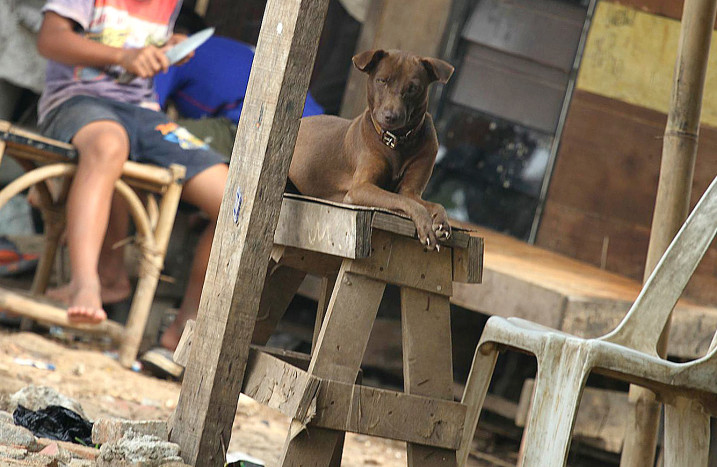 DKPKP DKI Masih Observasi Anjing Hasil Penggerebekan