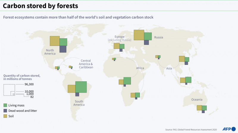Kredit Karbon, Metode Memerangi Deforestasi yang Kini Jadi Perdebatan