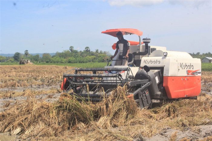 Panen Belum Merata, Harga Beras Di Banyumas Masih Tinggi