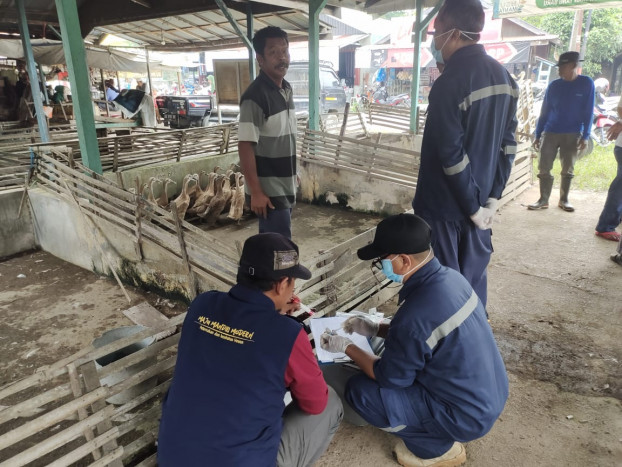 Infeksi Flu Burung Hewan ke Manusia masih Rendah