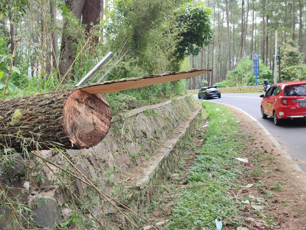 Pengendara Sepeda Motor Tewas Tertimpa Pohon di Lembang