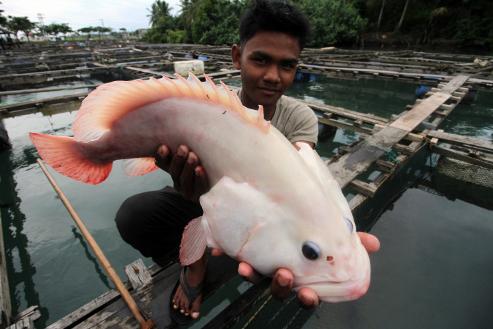 Belitung Targetkan Ekspor 100 Ton Ikan Kerapu ke Hong Kong