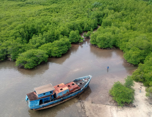 Mangrove Simpan Potensi Karbon Biru untuk Mengurangi Emisi