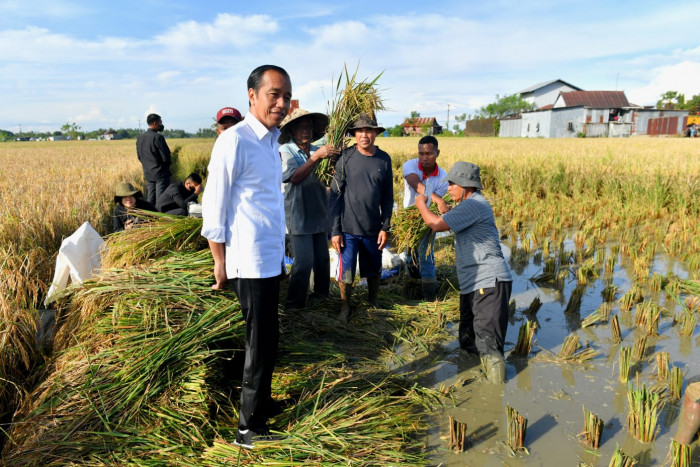  Jokowi Tinjau Panen Raya di Kabupaten Maros