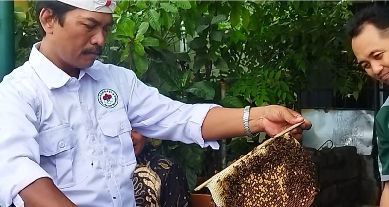 Aktivis Gelar Hari Pengobatan Sengat Lebah Sedunia di Tegal