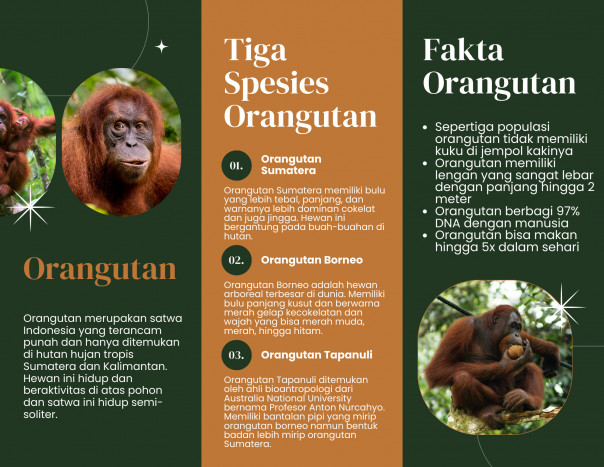 Tinggal 800 Ekor, Populasi Orang Utan Tapanuli Makin Mengkhawatirkan