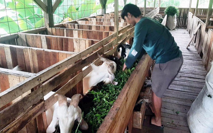 Cerita Inspiratif Alumni Polbangtan yang Sukses Jadi Peternak Kambing 