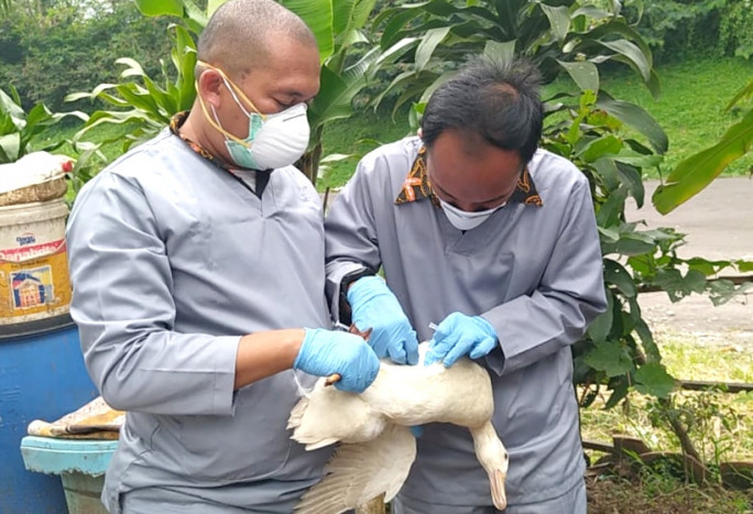 Cegah Flu Burung, Ternak di Cimahi Divaksinasi