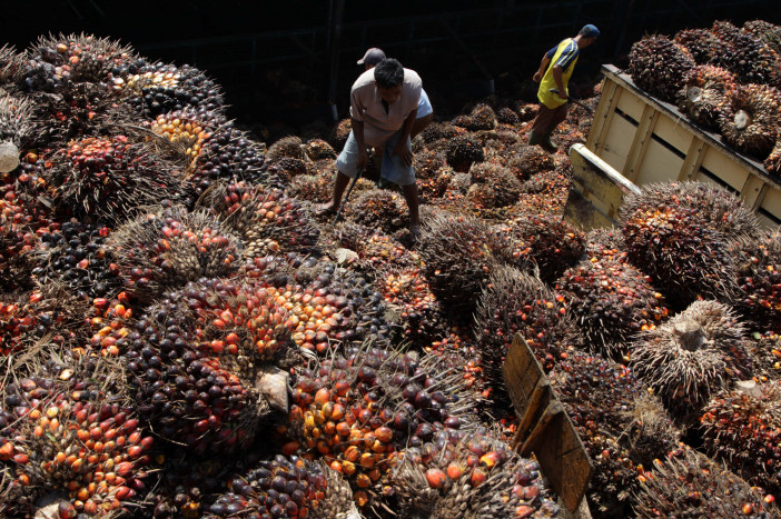 Holding Perkebunan Nusantara Rencanakan Penggabungan 13 PTPN