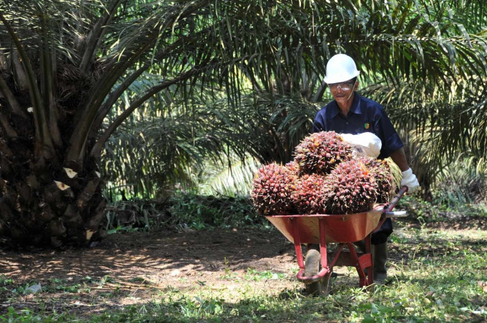 Demi Mewujudkan Ketahanan Pangan, PalmCo dan SuppotingCo akan Jadi Sub Holding Perkebunan