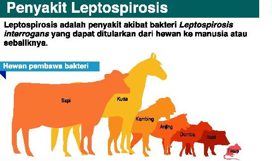 Waduh! Wabah Leptospirosis di Pacitan Bertambah Sampai 126 Kasus, 6 Meninggal Dunia