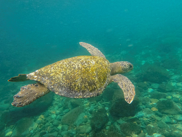 PBB Setujui Perjanjian Lindungi Keanekaragaman Hayati Laut Lepas