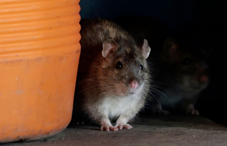 Leptospirosis Demam Tikus Menyebar lewat Darah, Apa Penyebab dan Cara Menularnya?