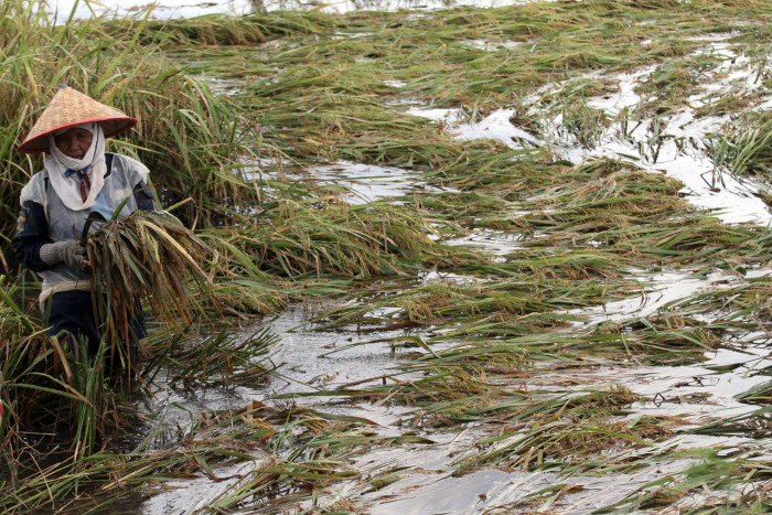 Sawah Terendam Banjir Di Jatim Meluas, Ratusan Hektare Puso  