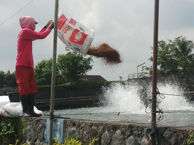 Lima Komoditas Perikanan Ini Diproyeksikan Jadi Tumpuan Indonesia, Apa Saja ?