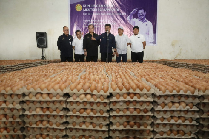 Pantau Ketersedian Telur di Sulsel, Mentan Pastikan Kebutuhan Lebaran Aman