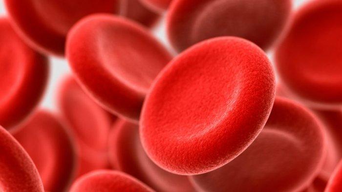 Penyebab Hemoglobin Rendah dan Cara Menaikannya dengan Cepat