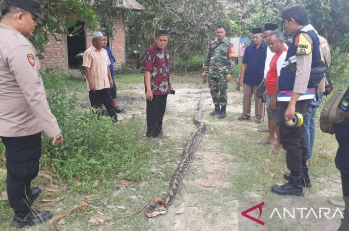 Petani Karet di Musi Banyuasin Tewas Dililit Ular saat Berkebun