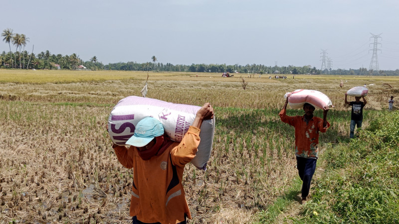 BPS Rillis Nilai Tukar Petani (NTP) Maret Naik, Capai 110,85