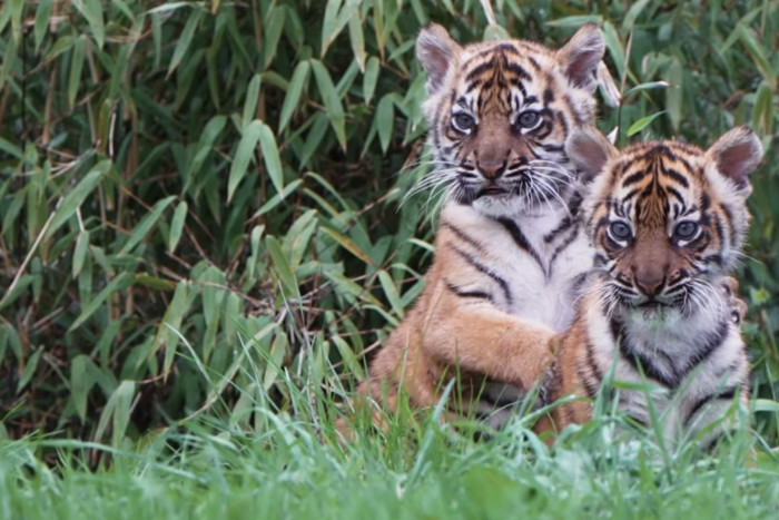 Kenalin Nih! Alif dan Raya, Anak Kembar Harimau Sumatra yang Lahir di Inggris