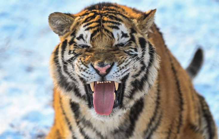 Studi Ungkap Harimau juga Punya Sifat Lembut 
