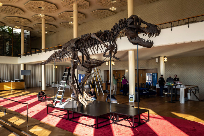 Kerangka T-Rex 67 Juta Tahun Terjual Seharga US$6,2 Juta