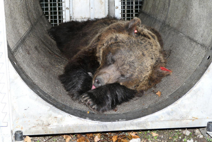 Rumania Berencana Mengizinkan Perburuan Beruang 