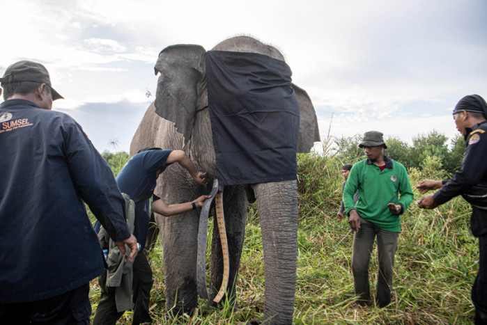 Kelompok Gajah Sumatra di OKI Dipasang GPS Collar