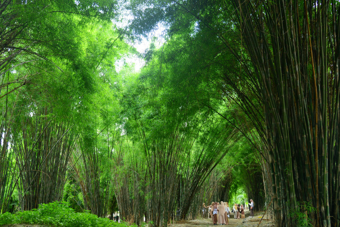 Menghijaukan Kabupaten Manggarai dengan Tanaman Bambu Berkelanjutan