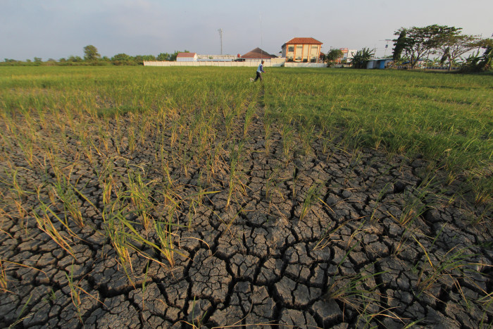 Purwakarta Antisipasi Dampak El Nino di Sektor Pertanian, Ini Strateginya