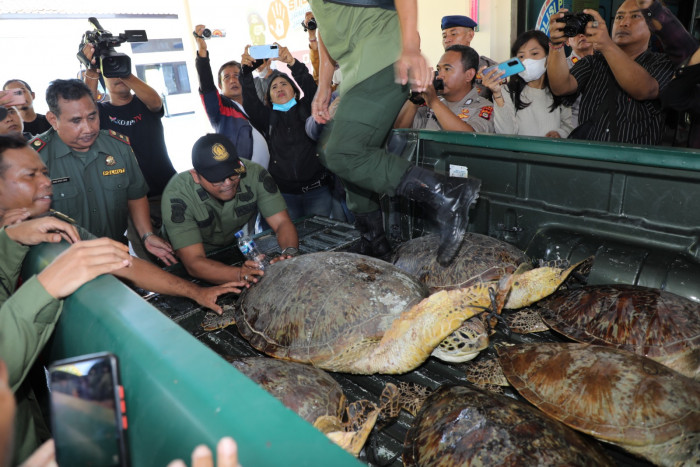 Perdagangan Daging Penyu Hijau di Bali Marak, KKP Geram!