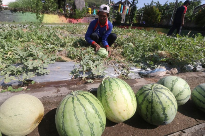 Masyarakat Grogol Yogyakarta Rintis Agrowisata Tanaman Semangka