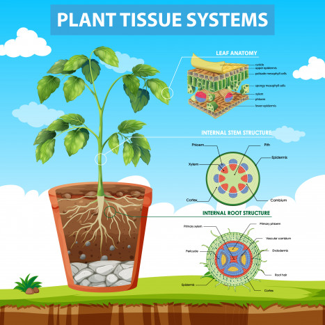 Mengenal 6 Jenis Jaringan Tumbuhan dan Fungsinya  