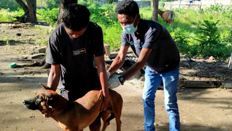 Pemkab Sikka Nyatakan Darurat Rabies