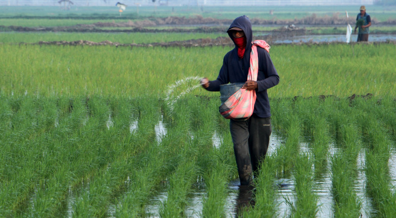 Sensus Pertanian 2023 Dimulai 1 Juni, Gunakan Tiga Metode