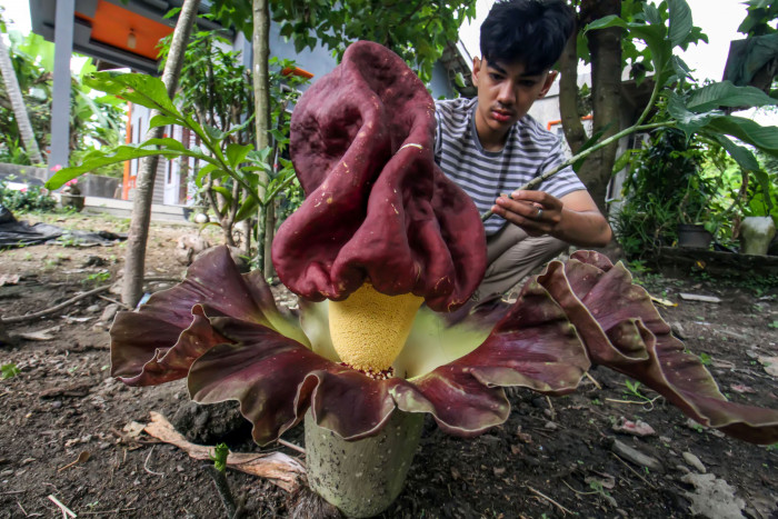Bunga Bangkai Ditemukan di Padang