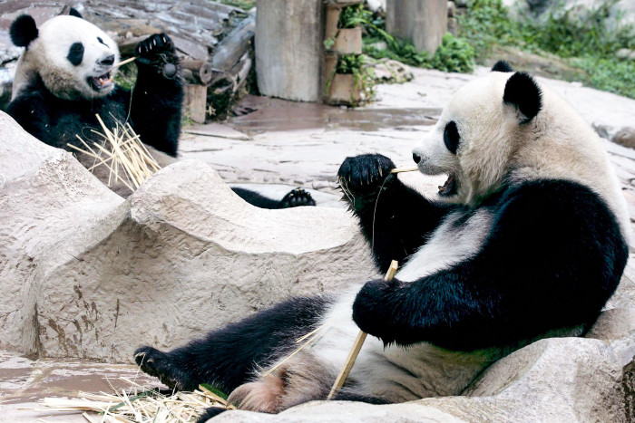 Panda yang Dipinjamkan Tiongkok ke Thailand Mati