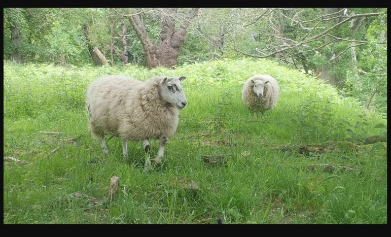 Domba Dapat Musnahkan Serbuan Tanaman Hogweed