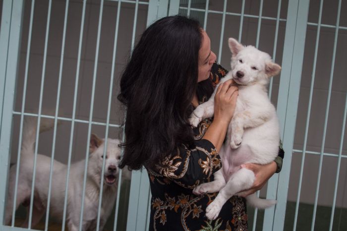 Animal Hope Shelter Berhasil Pidanakan Penyeret Anjing di Bali